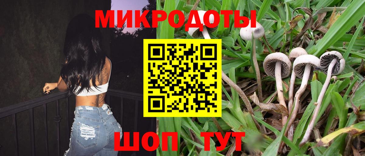 Псилоцибиновые грибы Psilocybe Дмитров